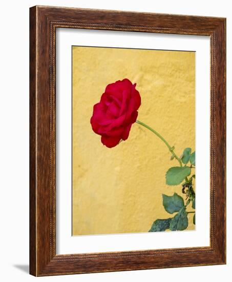 Portugal, Obidos. red rose growing against a bright yellow painted home.-Julie Eggers-Framed Photographic Print