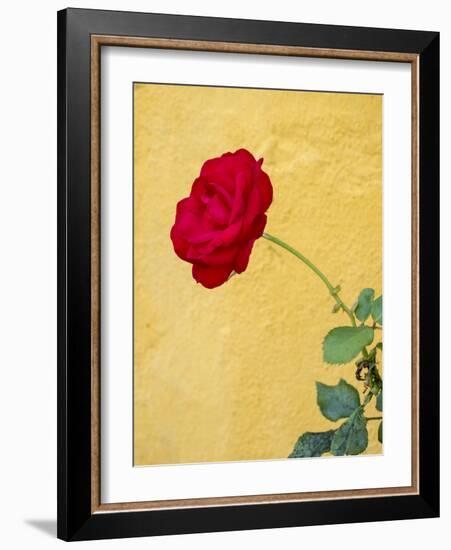 Portugal, Obidos. red rose growing against a bright yellow painted home.-Julie Eggers-Framed Photographic Print