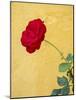 Portugal, Obidos. red rose growing against a bright yellow painted home.-Julie Eggers-Mounted Photographic Print