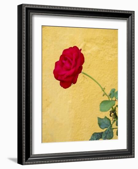 Portugal, Obidos. red rose growing against a bright yellow painted home.-Julie Eggers-Framed Photographic Print