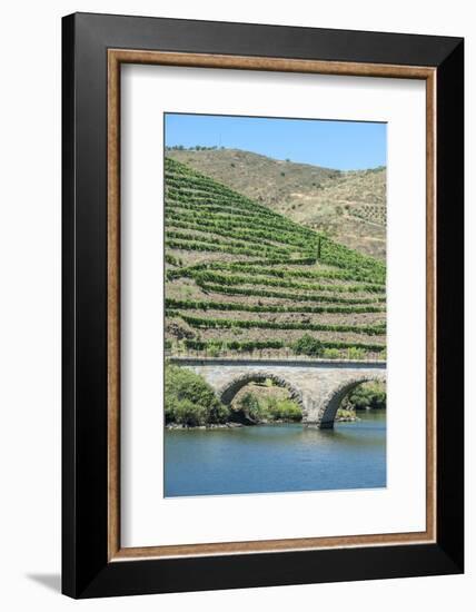 Portugal, Peredos Dos, Bridge and Vineyards Along Douro River-Jim Engelbrecht-Framed Photographic Print