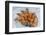 Portugal, Porto, Shrimp with Garlic and Butter-Jim Engelbrecht-Framed Photographic Print