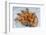 Portugal, Porto, Shrimp with Garlic and Butter-Jim Engelbrecht-Framed Photographic Print