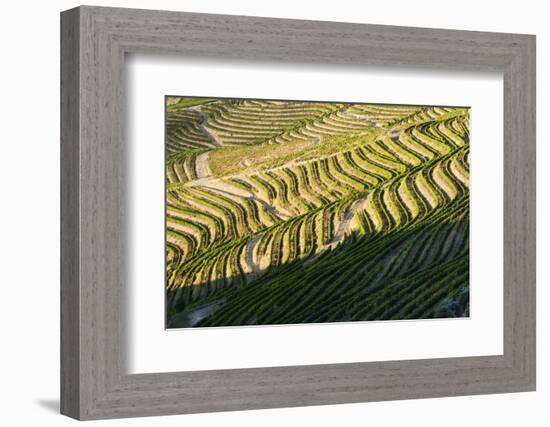 Portugal, Terraced Vineyards Lining the Hills of the Douro Valley-Terry Eggers-Framed Photographic Print