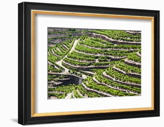 Portugal, Terraced Vineyards Lining the Hills of the Douro Valley-Terry Eggers-Framed Photographic Print