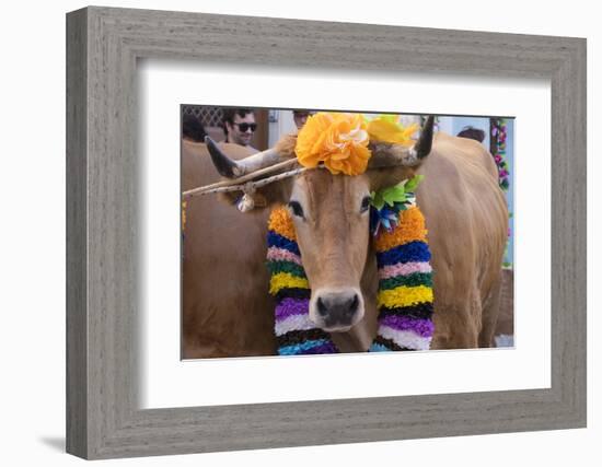 Portugal, Tomar, Santarem District. Colorfully Decorated Cows Join the Parade of the Trays Festival-Emily Wilson-Framed Photographic Print