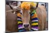 Portugal, Tomar, Santarem District. Colorfully Decorated Cows Join the Parade of the Trays Festival-Emily Wilson-Mounted Photographic Print