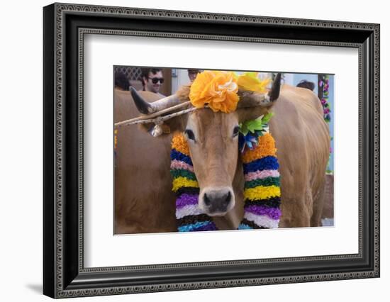 Portugal, Tomar, Santarem District. Colorfully Decorated Cows Join the Parade of the Trays Festival-Emily Wilson-Framed Photographic Print