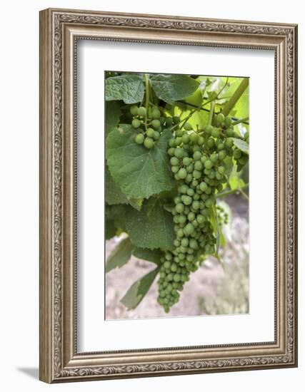 Portugal, Valenca Do Douro, Port Wine Grapes at Sandeman Vineyard-Lisa S. Engelbrecht-Framed Photographic Print