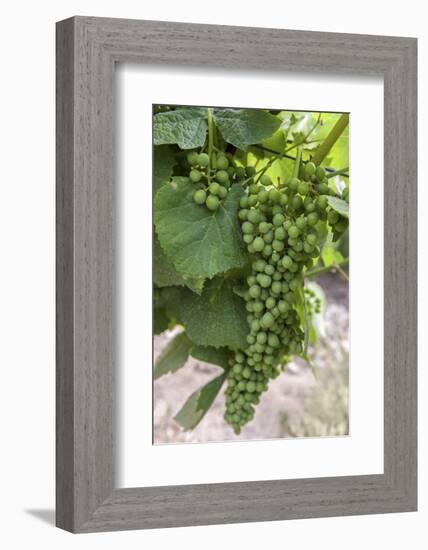 Portugal, Valenca Do Douro, Port Wine Grapes at Sandeman Vineyard-Lisa S. Engelbrecht-Framed Photographic Print