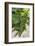 Portugal, Valenca Do Douro, Port Wine Grapes at Sandeman Vineyard-Lisa S. Engelbrecht-Framed Photographic Print