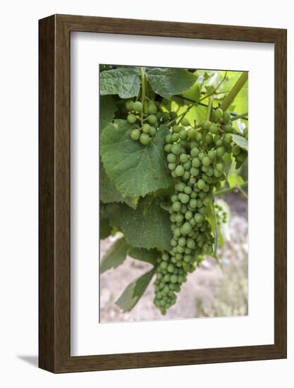 Portugal, Valenca Do Douro, Port Wine Grapes at Sandeman Vineyard-Lisa S. Engelbrecht-Framed Photographic Print