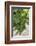 Portugal, Valenca Do Douro, Port Wine Grapes at Sandeman Vineyard-Lisa S. Engelbrecht-Framed Photographic Print