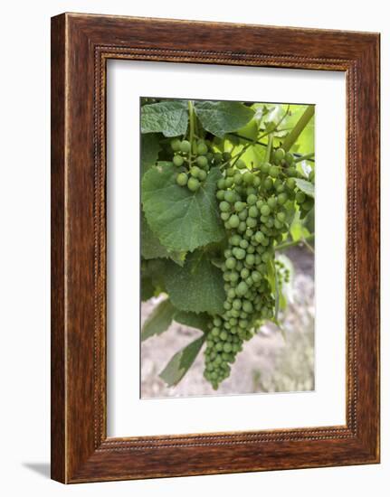 Portugal, Valenca Do Douro, Port Wine Grapes at Sandeman Vineyard-Lisa S. Engelbrecht-Framed Photographic Print