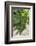 Portugal, Valenca Do Douro, Port Wine Grapes at Sandeman Vineyard-Lisa S. Engelbrecht-Framed Photographic Print