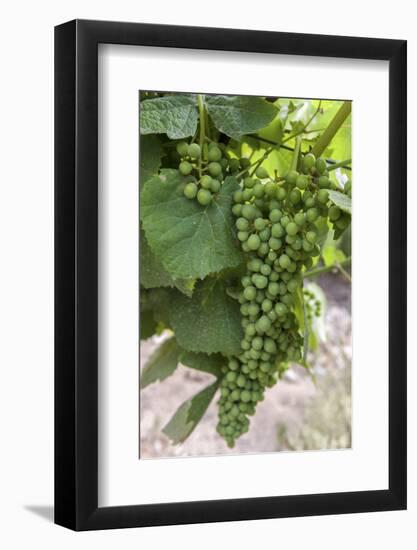 Portugal, Valenca Do Douro, Port Wine Grapes at Sandeman Vineyard-Lisa S. Engelbrecht-Framed Photographic Print