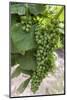 Portugal, Valenca Do Douro, Port Wine Grapes at Sandeman Vineyard-Lisa S. Engelbrecht-Mounted Photographic Print