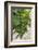 Portugal, Valenca Do Douro, Port Wine Grapes at Sandeman Vineyard-Lisa S. Engelbrecht-Framed Photographic Print