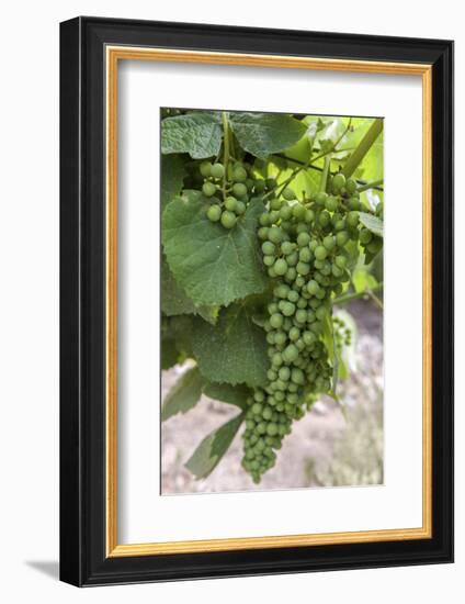 Portugal, Valenca Do Douro, Port Wine Grapes at Sandeman Vineyard-Lisa S. Engelbrecht-Framed Photographic Print