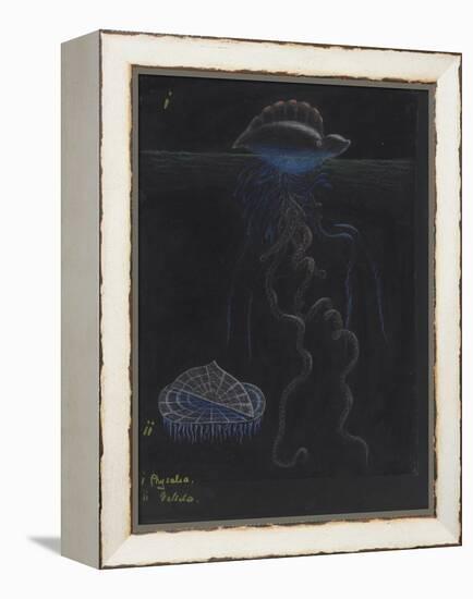 Portugese-Man-Of-War: By-The-Wind-Sailor: Jellyfish-Philip Henry Gosse-Framed Premier Image Canvas