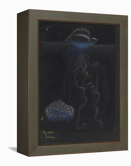 Portugese-Man-Of-War: By-The-Wind-Sailor: Jellyfish-Philip Henry Gosse-Framed Premier Image Canvas