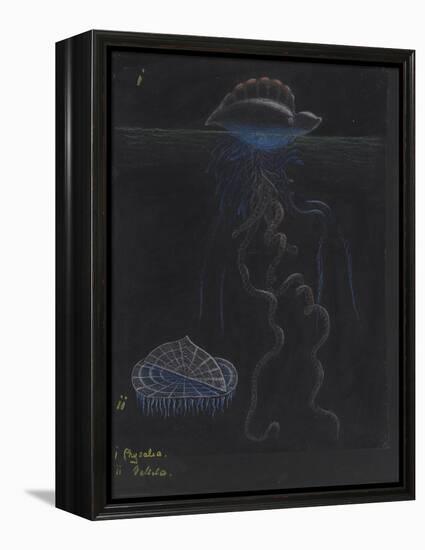 Portugese-Man-Of-War: By-The-Wind-Sailor: Jellyfish-Philip Henry Gosse-Framed Premier Image Canvas