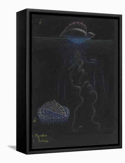 Portugese-Man-Of-War: By-The-Wind-Sailor: Jellyfish-Philip Henry Gosse-Framed Premier Image Canvas