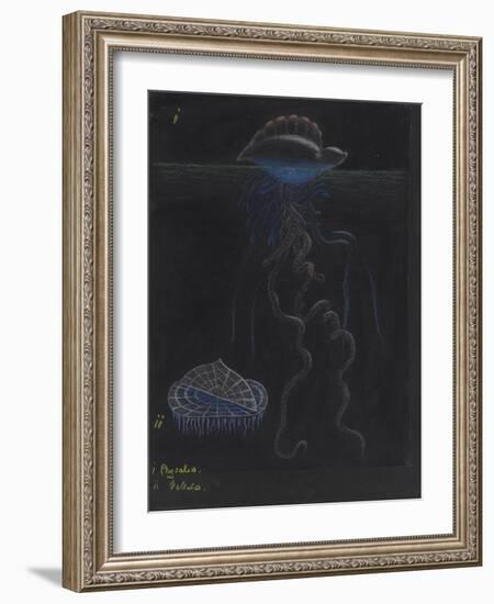 Portugese-Man-Of-War: By-The-Wind-Sailor: Jellyfish-Philip Henry Gosse-Framed Giclee Print