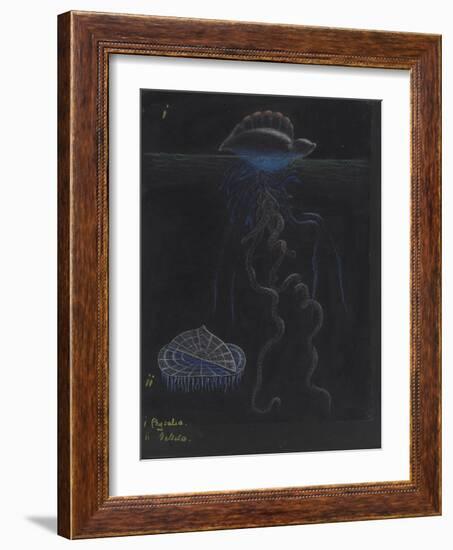 Portugese-Man-Of-War: By-The-Wind-Sailor: Jellyfish-Philip Henry Gosse-Framed Giclee Print