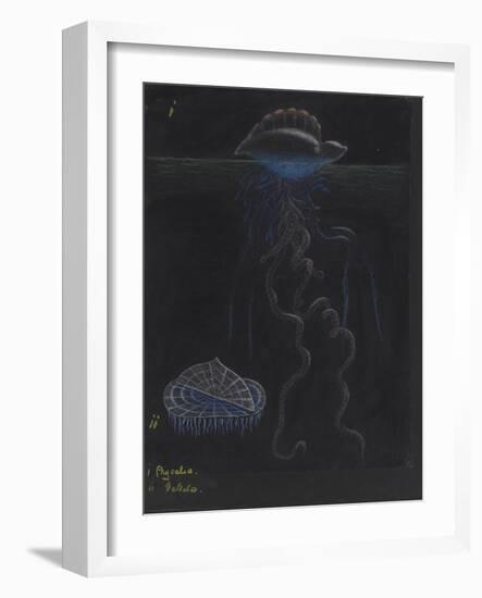 Portugese-Man-Of-War: By-The-Wind-Sailor: Jellyfish-Philip Henry Gosse-Framed Giclee Print