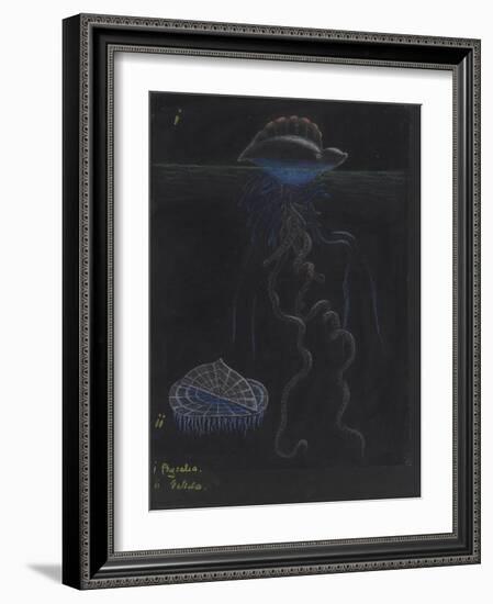 Portugese-Man-Of-War: By-The-Wind-Sailor: Jellyfish-Philip Henry Gosse-Framed Giclee Print