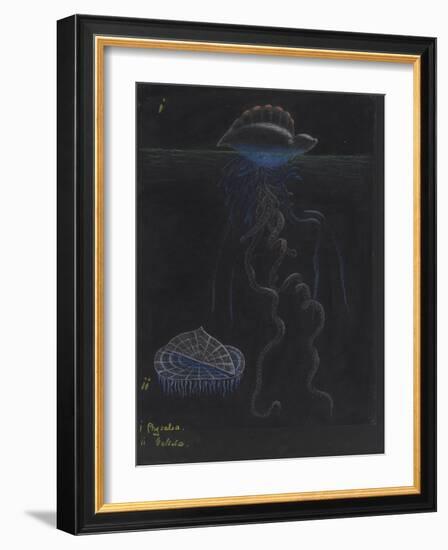 Portugese-Man-Of-War: By-The-Wind-Sailor: Jellyfish-Philip Henry Gosse-Framed Giclee Print