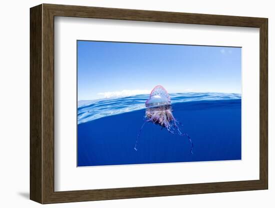 Portuguese man o' war floating on sea surface, Atlantic Ocean-Franco Banfi-Framed Photographic Print