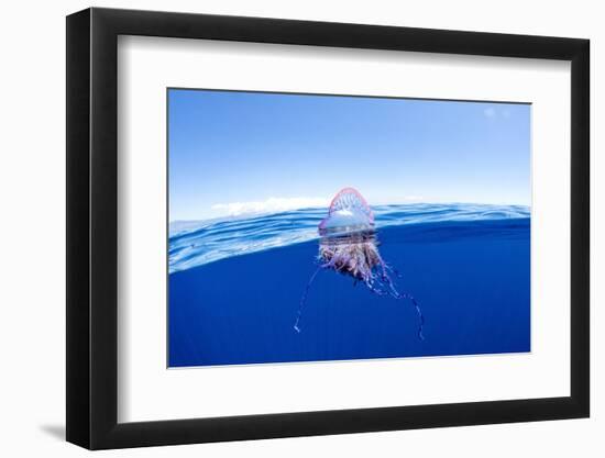 Portuguese man o' war floating on sea surface, Atlantic Ocean-Franco Banfi-Framed Photographic Print