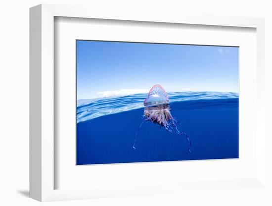 Portuguese man o' war floating on sea surface, Atlantic Ocean-Franco Banfi-Framed Photographic Print