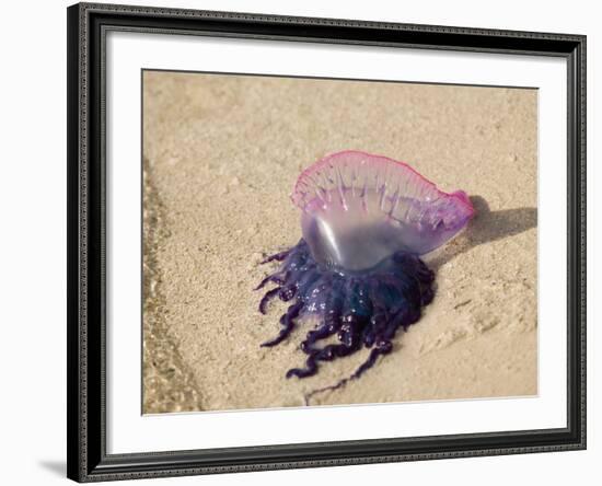 Portuguese Man O' War Jellyfish, Turneffe Caye, Belize-Stuart Westmoreland-Framed Photographic Print