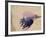 Portuguese Man O' War Jellyfish, Turneffe Caye, Belize-Stuart Westmoreland-Framed Photographic Print