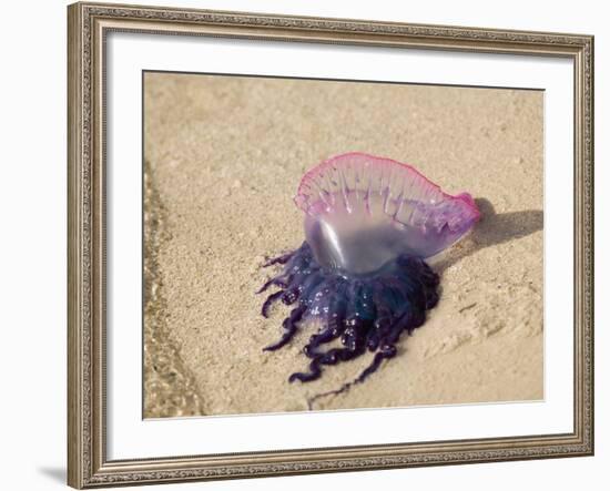 Portuguese Man O' War Jellyfish, Turneffe Caye, Belize-Stuart Westmoreland-Framed Photographic Print