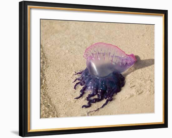 Portuguese Man O' War Jellyfish, Turneffe Caye, Belize-Stuart Westmoreland-Framed Photographic Print