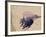 Portuguese Man O' War Jellyfish, Turneffe Caye, Belize-Stuart Westmoreland-Framed Photographic Print