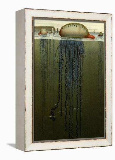 Portuguese Man O' War-F.W. Kuhnert-Framed Stretched Canvas