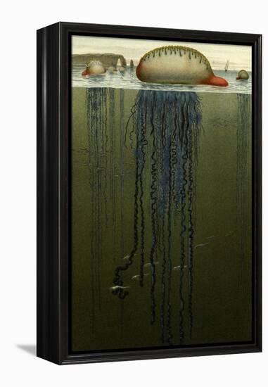 Portuguese Man O' War-F.W. Kuhnert-Framed Stretched Canvas