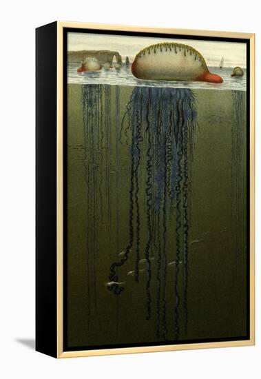 Portuguese Man O' War-F.W. Kuhnert-Framed Stretched Canvas