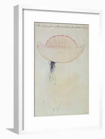 Portuguese Man-O'-War-John White-Framed Giclee Print