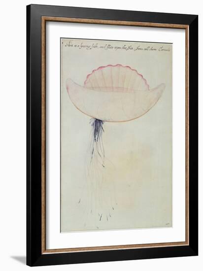 Portuguese Man-O'-War-John White-Framed Giclee Print