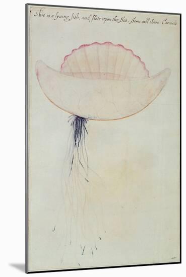 Portuguese Man-O'-War-John White-Mounted Giclee Print