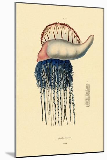 Portuguese Man-Of-War, 1833-39-null-Mounted Giclee Print