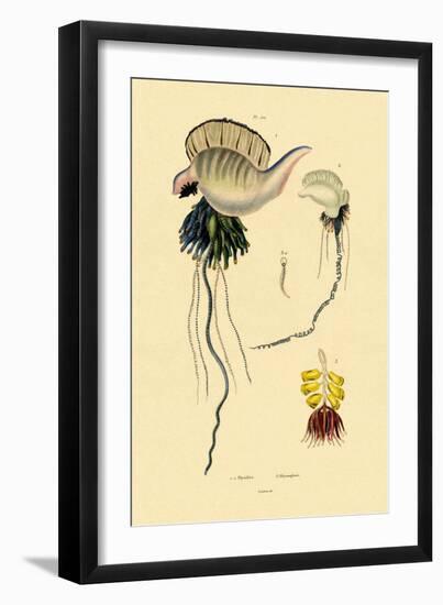 Portuguese Man-Of-War, 1833-39-null-Framed Giclee Print