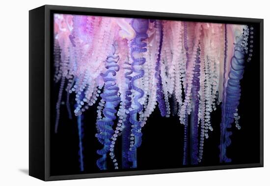 Portuguese Man-of-War close up of tentacles, Bermuda-Solvin Zankl-Framed Premier Image Canvas