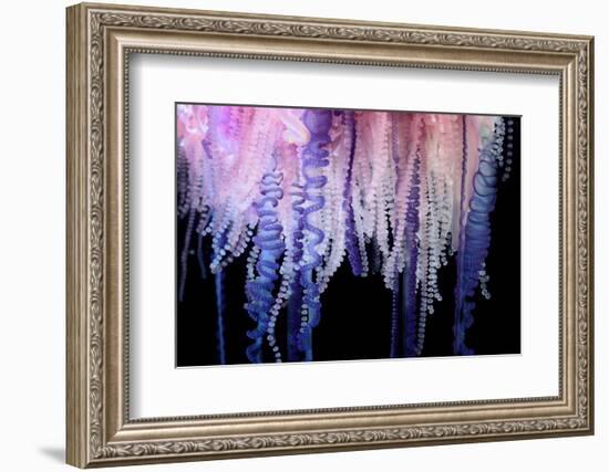 Portuguese Man-of-War close up of tentacles, Bermuda-Solvin Zankl-Framed Photographic Print